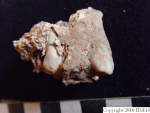 L_V21d7128 J7.3 S826 lr lab view right maxilla canine and PM2